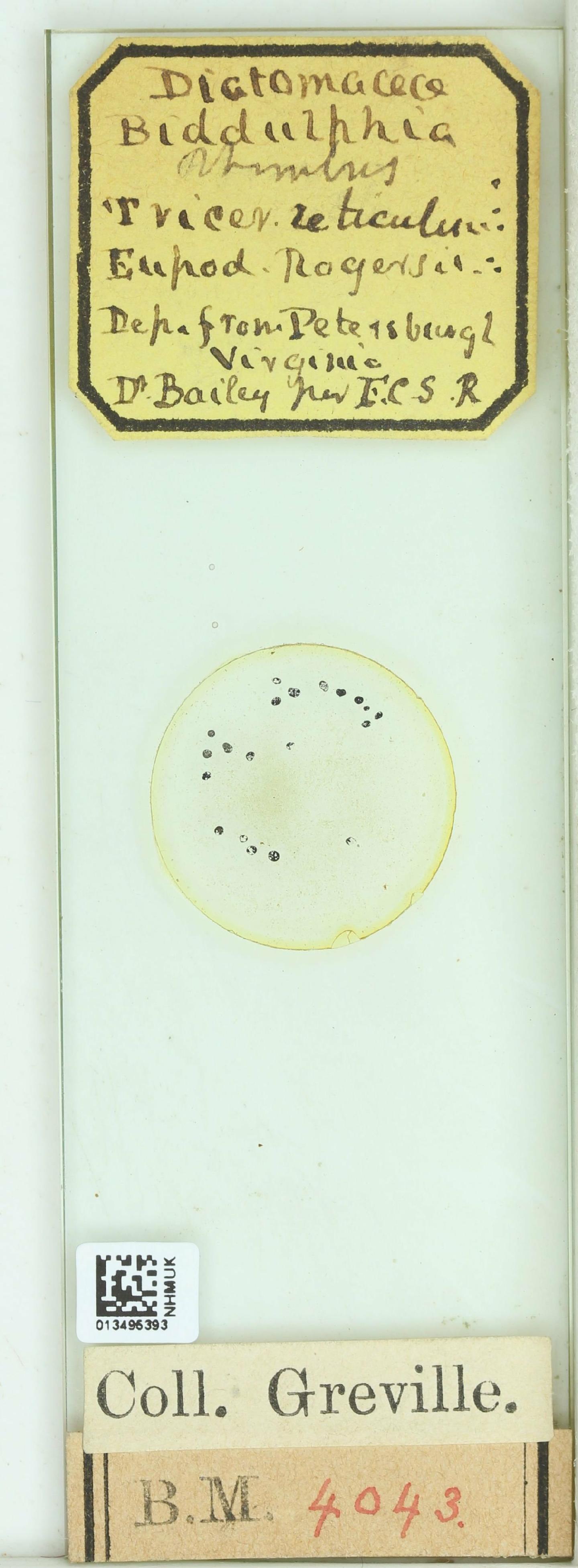 To NHMUK collection (Triceratium reticulatum Grev.; NHMUK:ecatalogue:4743030)