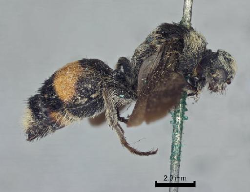 Dasymutilla yucatana (Cameron, P., 1895) - Sphaeropthalma_yucatana_holotype_lateral_010209587