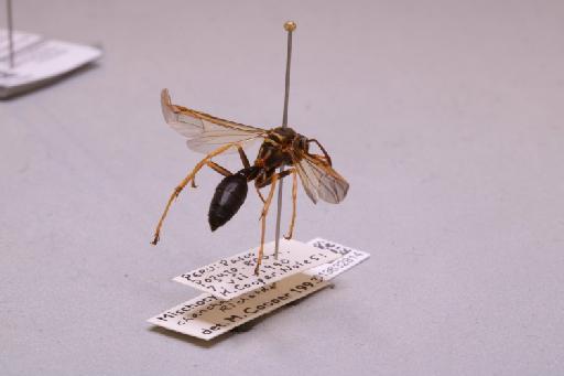 Mischocyttarus chanchamayoensis Richards, 1978 - 013632814_additional_1