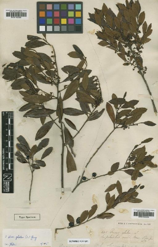 Ilex glabra (L.) Gray - BM001025261