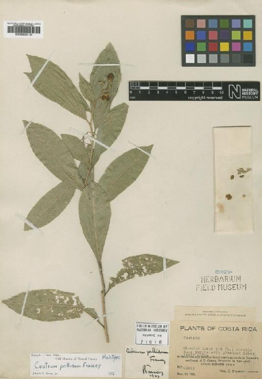 Cestrum pallidum Francey - BM000992130