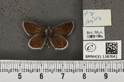 Aricia agestis x artaxerxes - BMNHE_1387041_185192