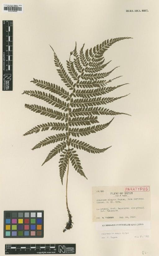 Athyrium delavayi Christ - BM001045355