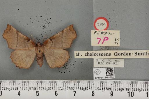 Selenia dentaria ab. chalcescens Smith, 1954 - BMNHE_1881564_a_446899