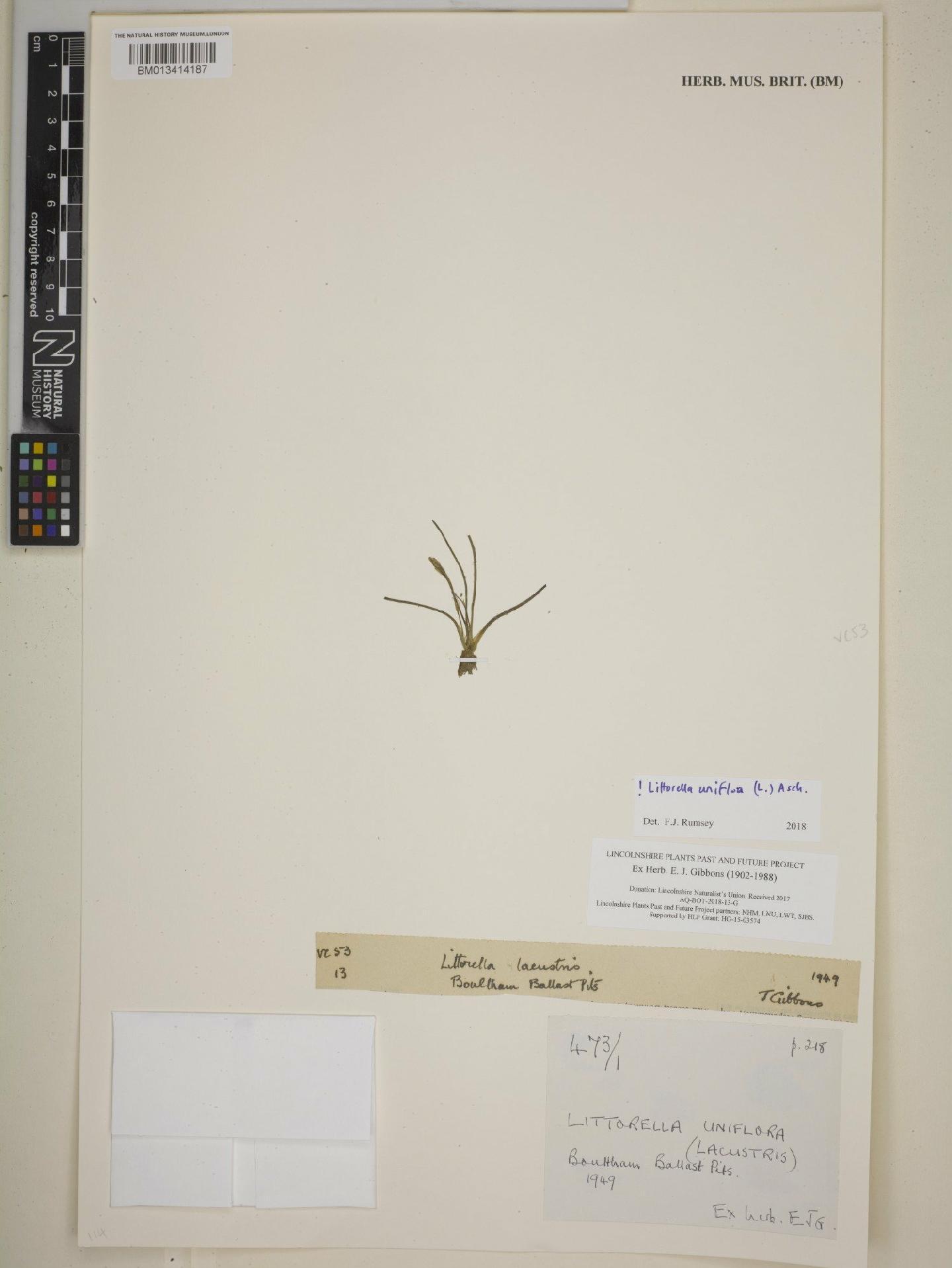 To NHMUK collection (Littorella uniflora (L.) Asch.; NHMUK:ecatalogue:8665386)
