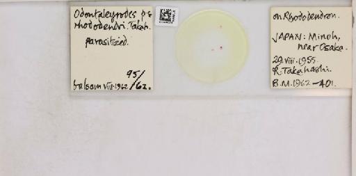 Pealius rhododendrae Takahashi, 1935 - 013488216_117725_1092324_157806_NonType