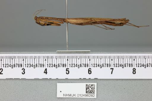 Statilia maculata (Thunberg, 1784) - 012496282___1