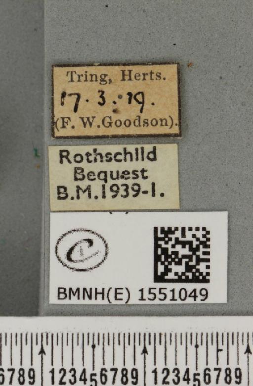 Polyploca ridens ab. erythrocephala Esper, 1786 - BMNHE_1551049_label_238372