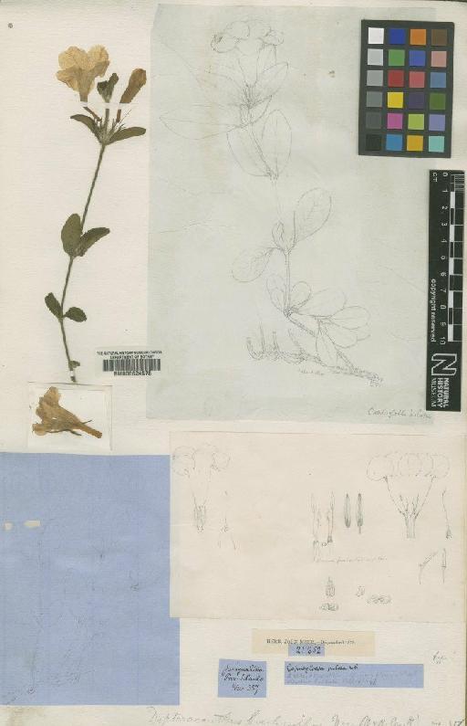 Ruellia brachysiphon (Nees) Hiern - BM000624578