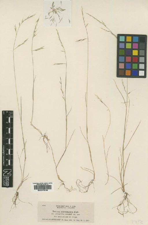 Vulpia microstachys (Nutt.) Munro - BM000795189