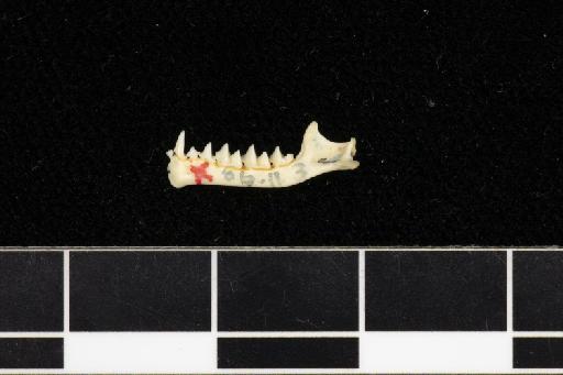 Hipposideros papua - 1886_11_3_9-Phyllorhina_papua-Syntype-Skull-left_mandible-lateral