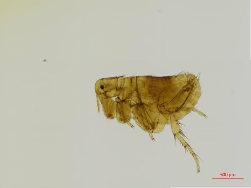 Xenopsylla cheopis Rothschild, N. C., 1903 - 010179129_specimen