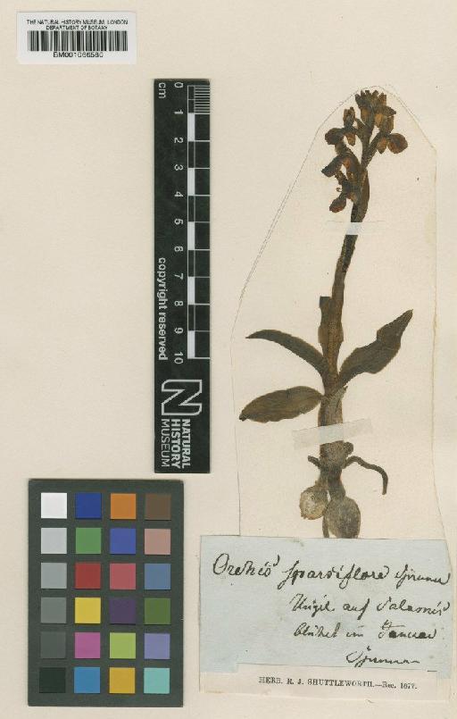 Orchis saccata Ten. - BM001066580