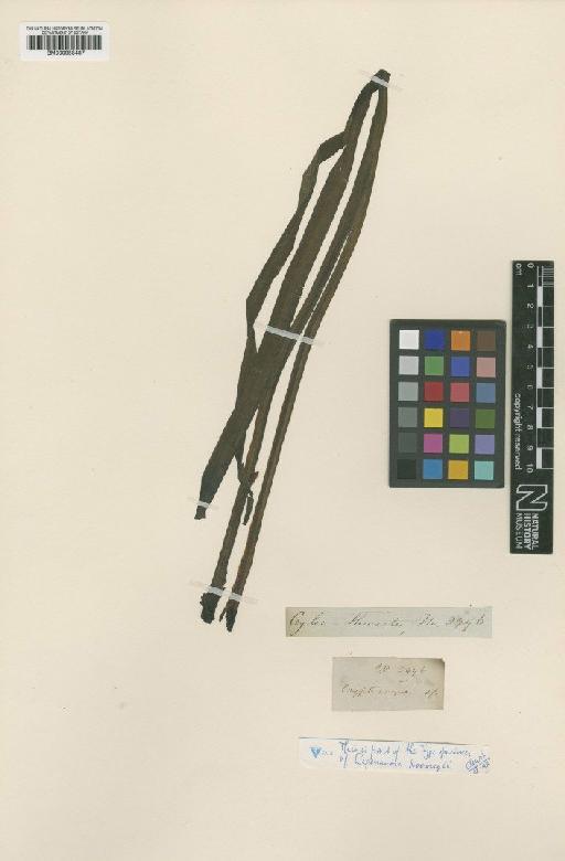 Lagenandra koenigii (Schott) Thwaites - BM000958487