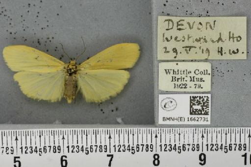 Wittia sororcula (Hufnagel, 1766) - BMNHE_1662731_290113