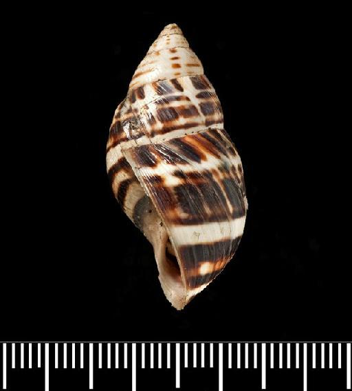 Helix poecila var. b A.D.Orb., 1835 - Helix poecila ver. B d'Orbigny, 1835 - SYNTYPES - 1854.12.4.152