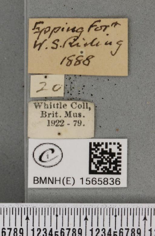 Pseudoips prasinana britannica (Warren, 1913) - BMNHE_1565836_label_293943