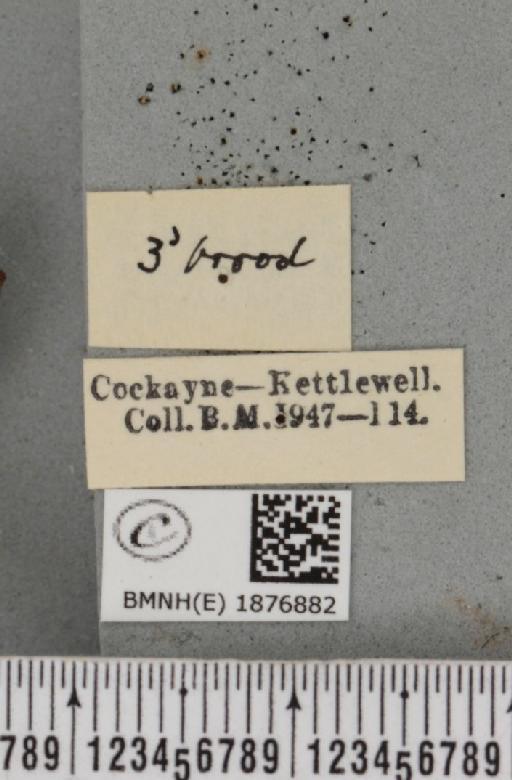 Selenia tetralunaria ab. nigrescens Cockayne, 1949 - BMNHE_1876882_a_label_449284