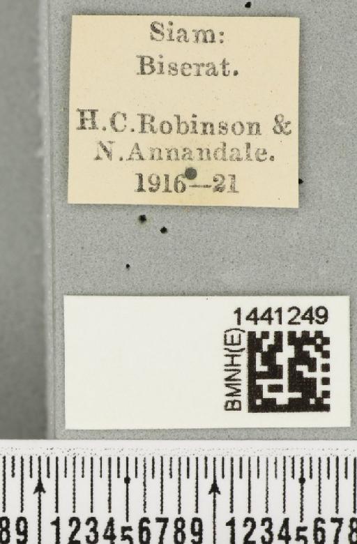 Bactrocera (Javadacus) tau (Walker, 1849) - BMNHE_1441249_label_36411