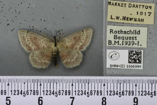 Cyclophora albipunctata ab. subroseata Woodforde, 1902 - BMNHE_1666984_274330