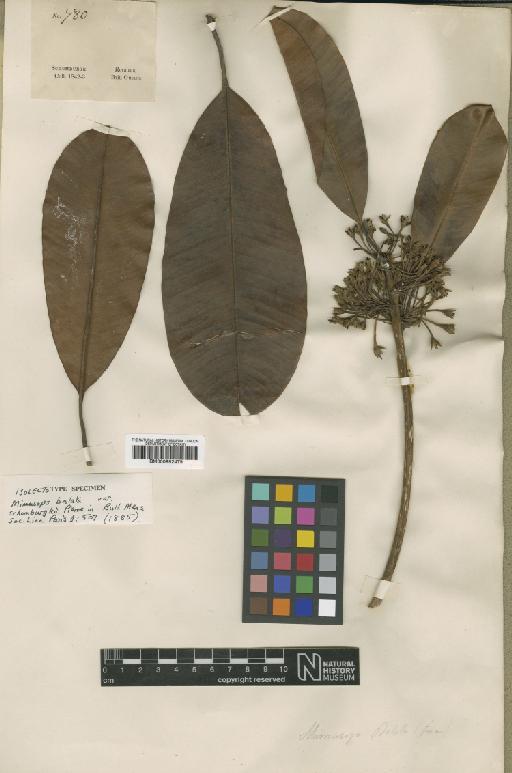 Manilkara bidentata (A.DC.) A.Chev. - BM000952479