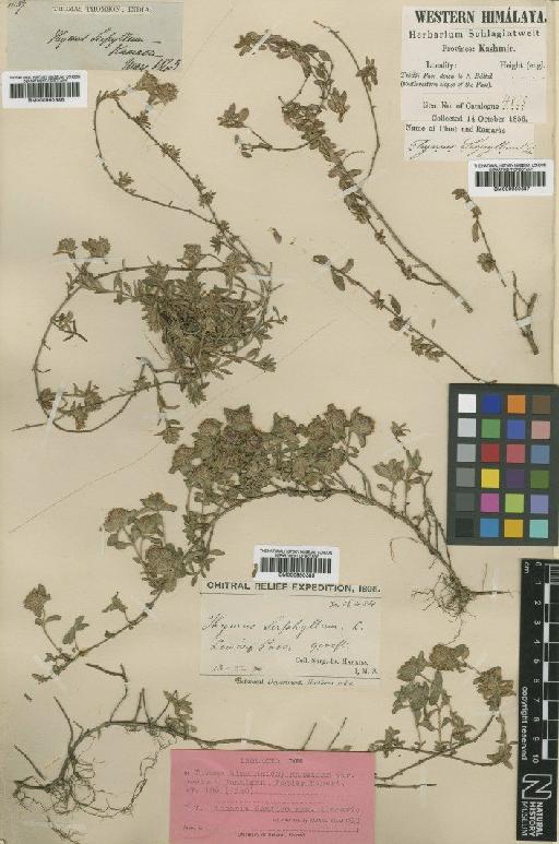 Thymus himalayicus var. hookeri Ronniger - BM000950385