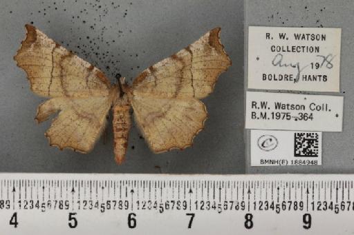 Selenia dentaria (Fabricius, 1775) - BMNHE_1884948_444803