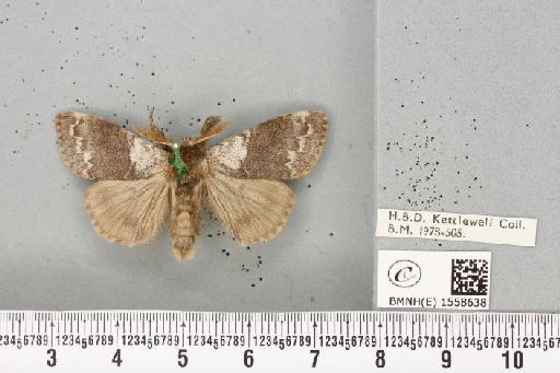 Calliteara pudibunda (Linnaeus, 1758) - BMNHE_1558638_255556