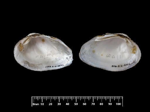 Unio crocodilorum subterclass Palaeoheterodonta Morelet, 1849 - 1893.2.4.2032, PARALECTOTYPE, Unio crocodilorum Morelet, 1849