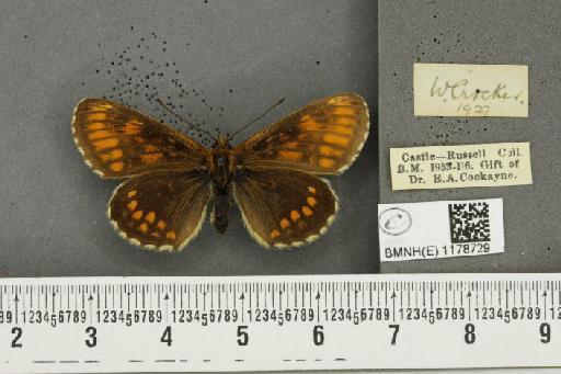 Melitaea athalia ab. corythallia Hübner, 1790 - BMNHE_1178729_a_56424