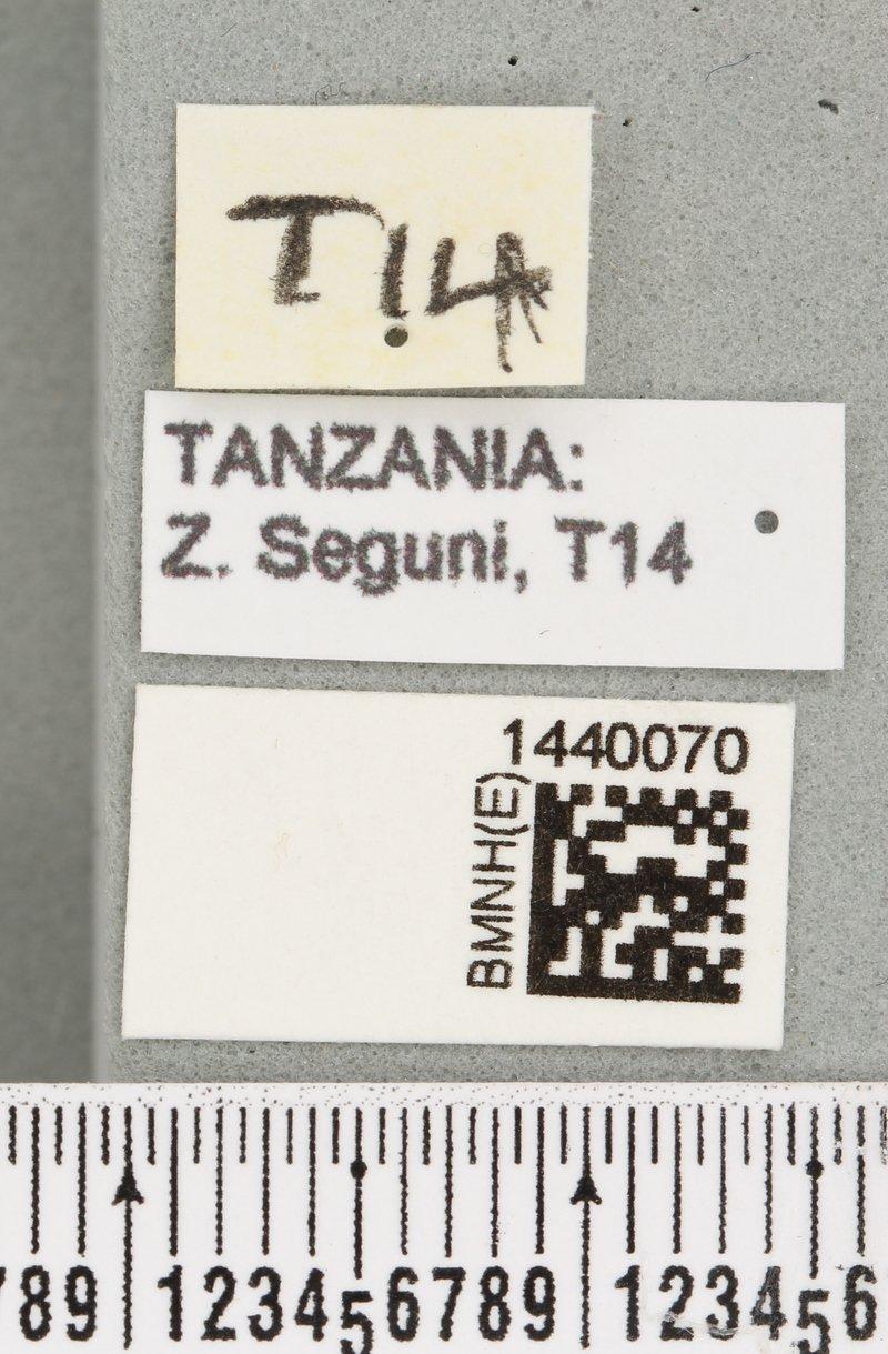 Dacus segunii