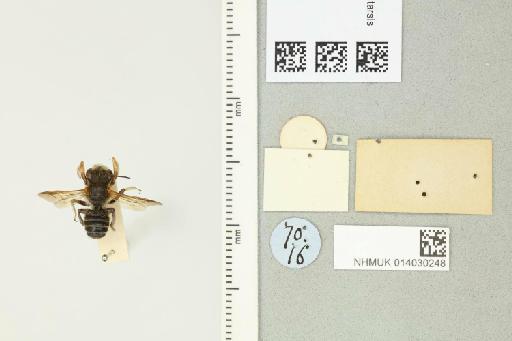 Megachile (Pseudocentron) lobitarsis Smith, F., 1879 - 014030248_additional