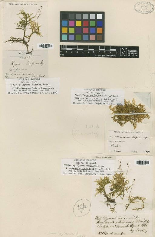 Mittenothamnium loriforme (Hampe) Cardot - BM000862382_a