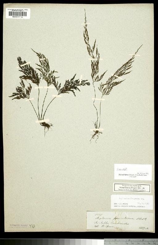 Asplenium foeniculaceum Kunth - Spruce - BM000777736