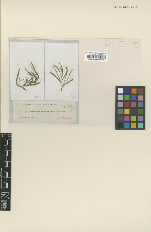 Hummia onusta (Kütz.) J.Fiore - BM000563002