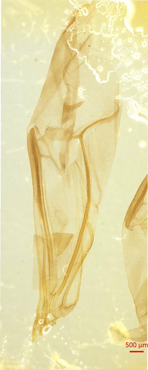 Galerucinae Latreille, 1802 - 010131355___4