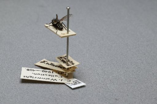 Sarcophaga (Myorhina) villeneuvei Boettcher, 1912 - 015092573_additional_2