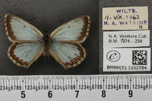 Lysandra coridon ab. tithonus Meigen, 1830 - BMNHE_1152784_104050