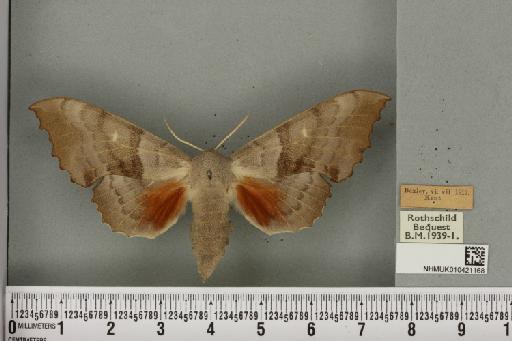 Laothoe populi populi (Linnaeus, 1758) - NHMUK_010421168_526114