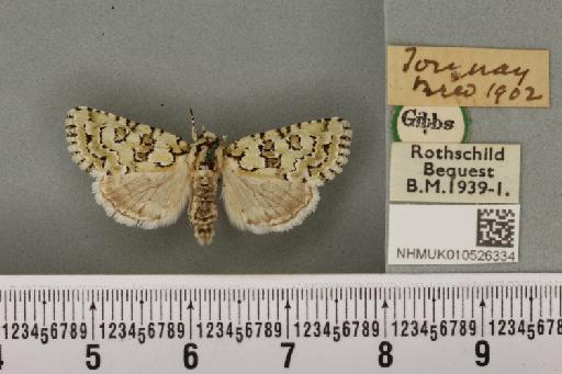 Nyctobrya muralis ab. albida Colthrup, 1929 - NHMUK_010526334_580153