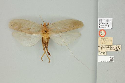 Phyllomimus pallidus von Wattenwyl, 1895 - 012496560_72376_86488