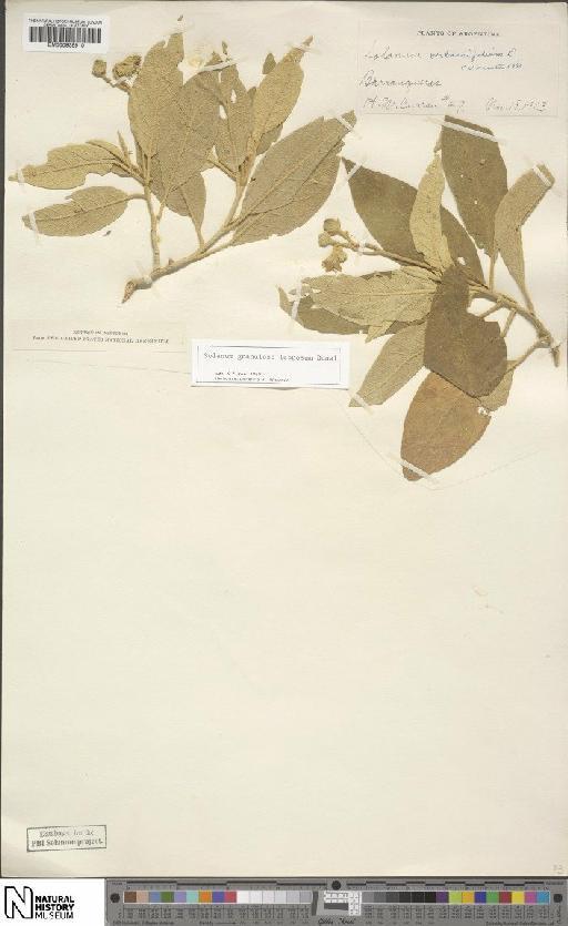 Solanum granuloso-leprosum Dunal - BM000935910
