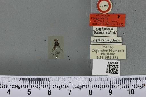 Ceratitis (Pterandrus) curvata (Munro, 1937) - BMNHE_1466751_41796