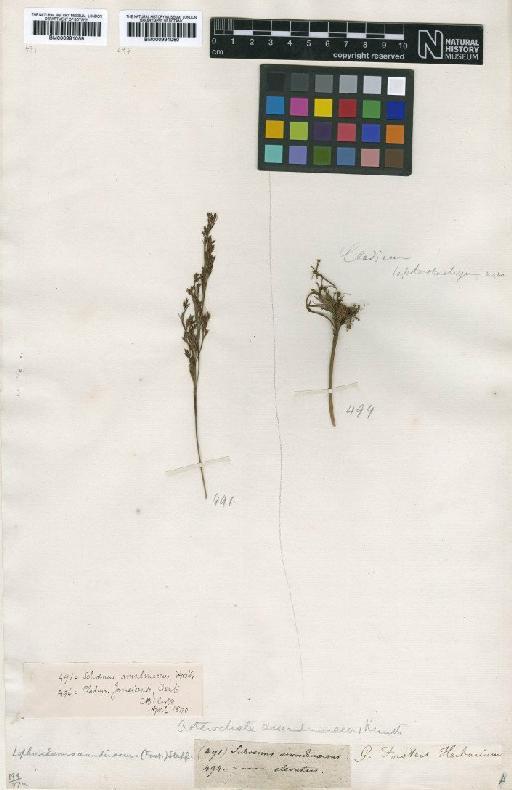 Tetraria arundinacea (Sol. ex Vahl) T.Koyama - BM000991059