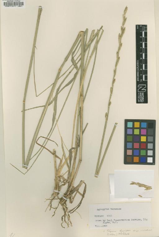 Elymus hispidus subsp. varnensis (Velen.) Melderis - BM000013877