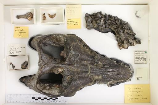 Plesiosaurus macrocephalus Owen, 1838 - 010035296_L010221400