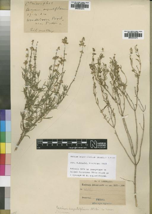 Becium angustifolium (Benth.) N.E.Br. - BM000910076