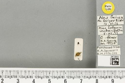 Ophiomyia ferox Spencer, 1977 - BMNHE_1473009_47393