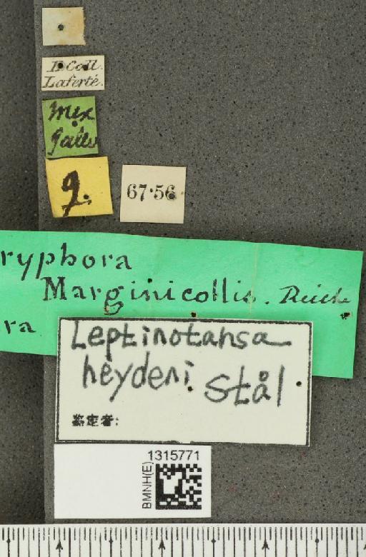 Leptinotarsa heydeni Stål, 1858 - BMNHE_1315771_label_15309