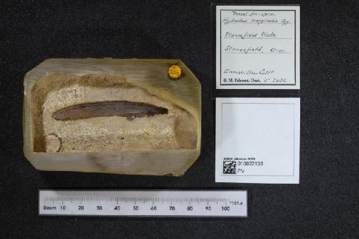 Hybodus marginalis Agassiz, 1837 - 010022138_L010040412